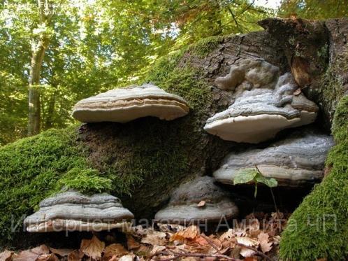 https://amrita.net.ua/images/.t/.w498_75_1302755961_672347_w640_h640_fomes20fomentarius2000009%284%29.jpg