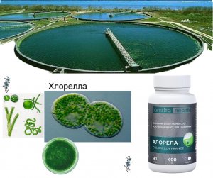 Хлорофилл  Chlorella vulgaris, NUWEN Франция, 90 капсул